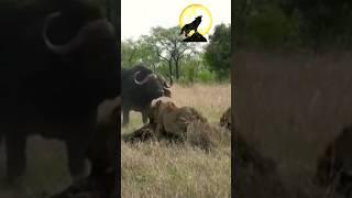 BUFFALO VS LION / WILD ANIMALS FIGHT #shorts #animals #lion