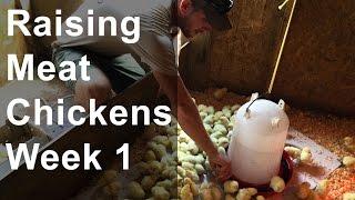 Raising Chickens for Meat: Week 1 of 8, Chicks Arrive