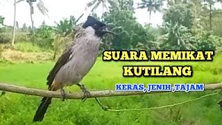 Suara pikat kutilang 100% ampuh bikin emosi kutilang liar || Cocok Untuk Masteran Dan Pikat