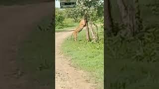 Balasaheb thakre international jungle tiger safari nagpur l tiger and tigeress l tiger view
