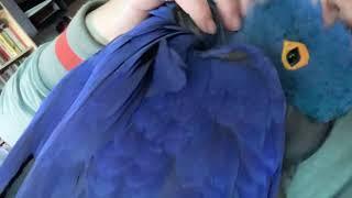 Nervous hyacinth macaw becomes cuddly