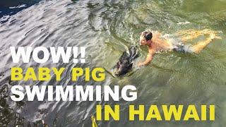 Baby Pig Swimming In Hawaii | Shawn & Humphrey