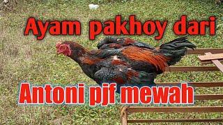 Ayam pakhoy dari antoni pjf medan //mantap