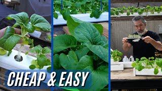 The Continuous Harvest with Cheap & Easy Hydroponics