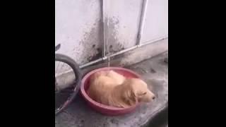 An independent pup is taking a bath all by himself!