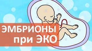 ЭКО эмбрионы.  Весь спектр манипуляций с человеческими эмбрионами при ЭКО