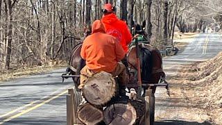 Logging with horses, oxen, and donkeys. Logging class for Tillers International in Michigan