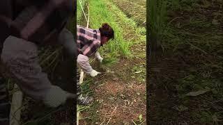 #greenfarm #farm #farmer #shorts #1338