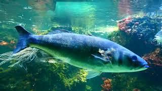 Aquarienhaus Tiergarten Zoo Schönbrunn Einheimische und tropische bunte Fische Fisch Aquarium Anlage