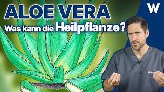 Aloe Vera: Mehr als Marketing? Die Heilpflanze im Praxischeck: Wirkung und Risiken aufgedeckt!