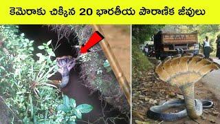 Top 20 Indian mythical creatures | extinct animals | Shark videos | BMC facts | Facts in Telugu