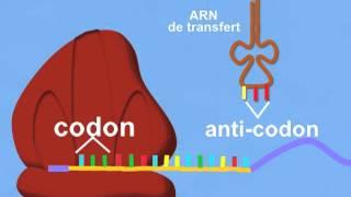 Synthèse des protéines: Traduction