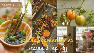 ‍ Autumn Balcony Garden  Harvest and Fails | Small Container Garden | Fall Gardening | S2 Part 6