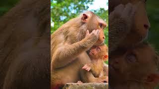 Hak Han MDJ Enjoy Watching Abandon Baby Monkey - Daily Wildlife Monkey