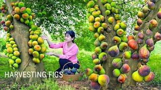 LÝ TRIỆU CA | From Farm to Kitchen: Harvesting FIGS | Cook Delicious Must-Try Recipes