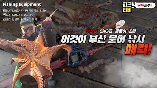 [피크닉TV] 보기힘든   5키로급 돌문어 대박 조황