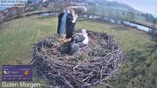 2025 03 02  Storchennest Alfeld, die Mittagssonne️️️ genießen