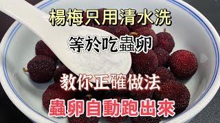 Yangmei Washing Tips: Make Bugs Come Outヤンメイの洗い方：蟲を自動的に出す方法양매 세척 비법: 벌레가 저절로 나오는 방법杨梅清洗技巧让虫子自己出来