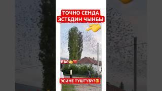 ЖАШТЫГЫМ #тикток #тиктокнутая #дуэт #моялошадь #той #лошадки #прикол #тренд #horse
