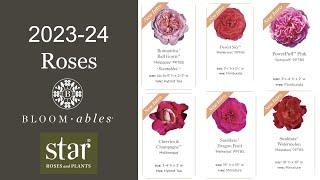  Star Roses & Plants 2023-24 New Rose Releases / Scentables™ / Bloomables® / Meilland