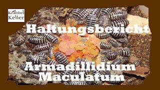 Haltungsbericht Armadillidium Maculatum (Zebrarollassel)