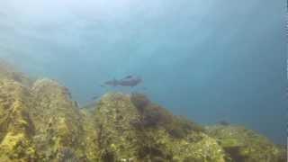 Parrotfish 2 - Büffelkopf-Papageifisch - Tioman Island 2013 -  GoPro Hero 3 Black Edition