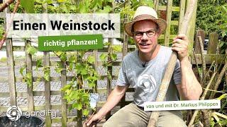 Einen Weinstock richtig pflanzen , Tafeltrauben | gardify Tipps