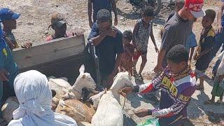 Kambing para sa sitio puti