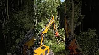Grundstücksrodung Trailer #baggerlife #woodcracker #xerion