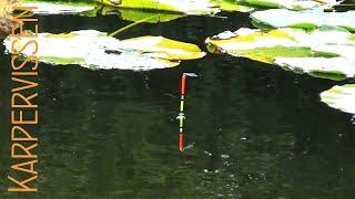 Successful fishing with the floater for carp (with live bites) A successful way to fish.