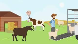 Livestock export regulation animation