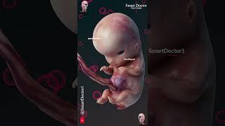 Fetal Development | The Creator's Miracle 