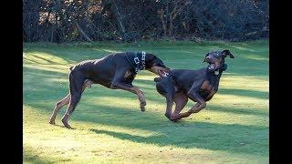 Funny Doberman Playing Compilation