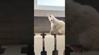 Кролик на страже.        #умка #крыскадамбо #кролик #rabbit #позитив #смешныеживотные #прикол