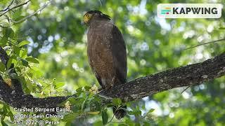 Crested Serpent Eagle @ Chiu S C 1483