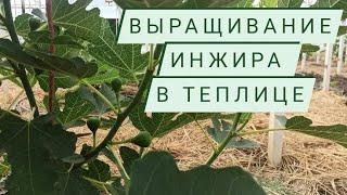 Выращивание инжира в теплице.