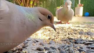 A REAL BEAUTY||MOURNING DOVE