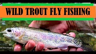 Fly Fishing for Wild Trout in the Lewis River Washington State & Gifford Pinchot National Forest