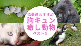 【添乗員おすすめ】胸キュン癒し動物