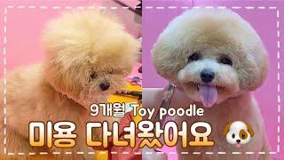 챠우챠우에서 푸들로 변신 ! I 토이푸들 강아지 가위컷 I Toy Poodle Grooming