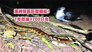 澳洲惊现巨型蜈蚣！1年吃掉3700只鸟，会破坏生态平衡吗？