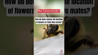 Bee Communication #BeeCommunication #HoneybeeDance #NatureWonders #InsectWorld #BeeFacts #HiveLife