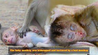 Baby monkey with a scarred face was kidnapped and tortured by bad monkey. Luckily, human saved him