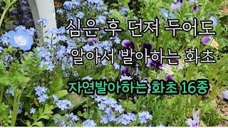 심고 던져두어도 알아서 번식하는 자연발아번식/자연발아 번식은 어떤 번식보다 손쉽다/주택정원 /도심속 주택가드닝