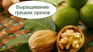 Выращивание грецких орехов. Бизнес идея