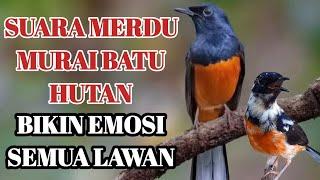 suara merdu murai batu di pagi hari cocok untuk pancingan burung anda