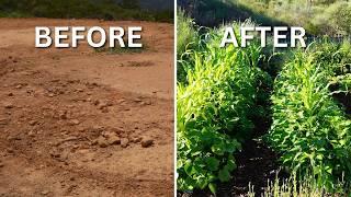 How We Grow No-Dig Vegetables in The Mediterranean