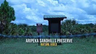 Aripeka Sandhills Preserve Nature Video