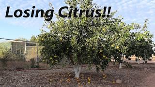 Something is Eating ALL of our Citrus!!