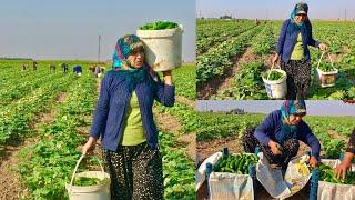 LEZZETLİ YEMEKLER İÇİN SALATALIK HASADI ~ Köy Hayatı Organik Doğal Yaşam